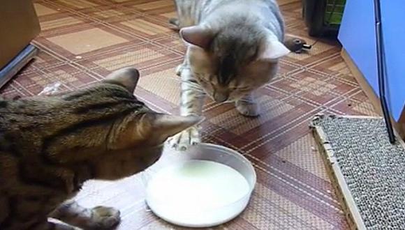 Mascotas: Dos gatitos  quitándose un plato de leche son la sensación en las redes [VIDEO]