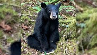 Sacrifican a oso salvaje por ser demasiado amigable con los humanos