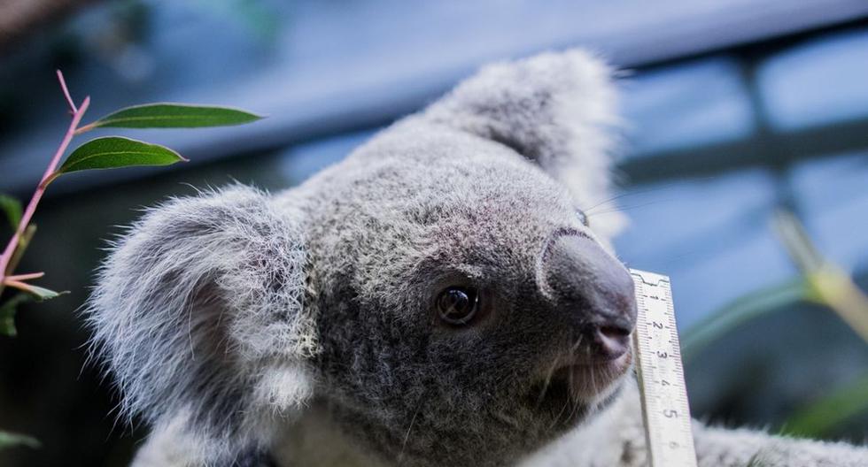 La petición logró hasta este lunes haber recogido 7.500 firmas.  Un portavoz de la primera ministra Jacinda Ardern explicó que el objetivo del gobierno es ayudar a Australia a controlar el fuego para que los koalas “se queden en su hábitat natural”.(Archivo / AFP)
