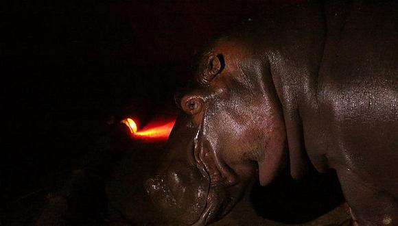 Animales: indignación nacional genera el asesinato de hipopótamo en zoo