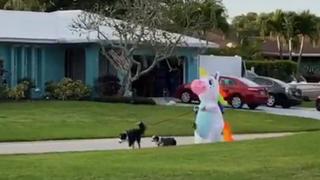 Coronavirus: Mujer se disfraza de “unicornio” para pasear a su perro | VIDEO