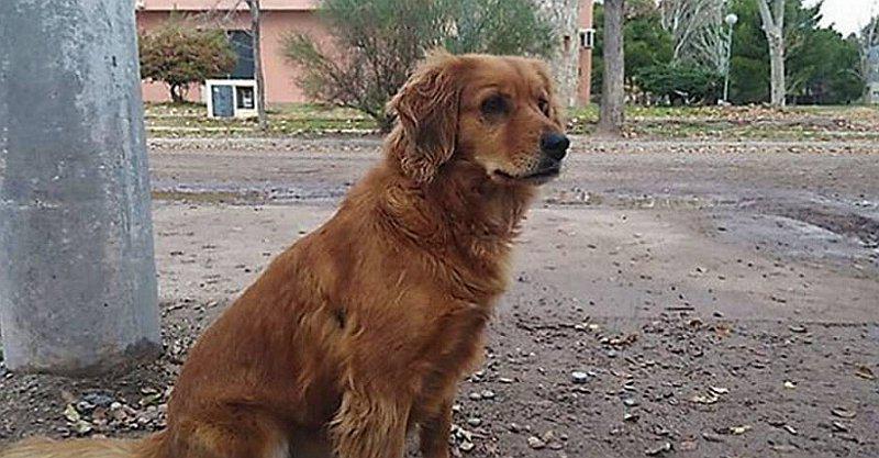Perro espera a su dueño preso fuera de comisaría desde hace un año