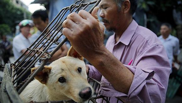 China: miles de perros serán sacrificados mañana para cruel festival 