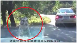 ​YouTube: Tigre destroza auto tras escapar de reserva [VIDEO]