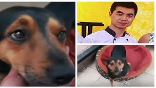 Dueño de chifa se reencontraría muy pronto con su perrito tras ser separados (VIDEO)