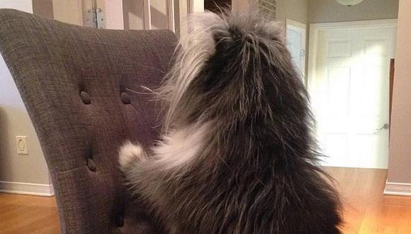 Instagram: ¿Perro o gato?, la imagen que está perturbando en redes sociales (FOTOS)