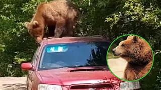 Tierno oso que intenta robar carro tiene un inesperado final (VIDEO)