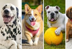 Razas de perros: el temperamento de más de 25 especies de canes
