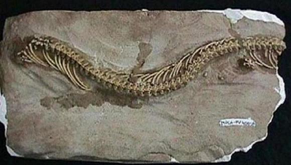 Científicos revelan contenido gástrico de serpiente fosilizada 
