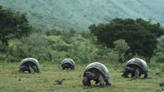 Tras 51 años, cinco tortugas gigantes vuelven a su hábitat en Galápagos 