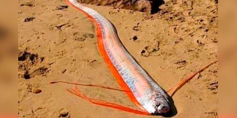 Aparece el "pez de los temblores" en Chimbote y causa alarma en vecinos