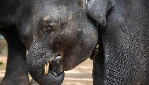 Muere elefante bebé que era obligado a bailar en zoológico  en Tailandia | FOTOS