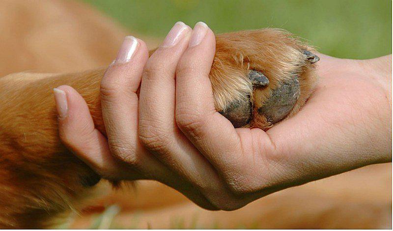 Adopt gif: Una manera creativa de adoptar perros