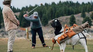 ​Golfistas despiden a los cadis y utilizan cabras para llevar sus palos (VIDEO)