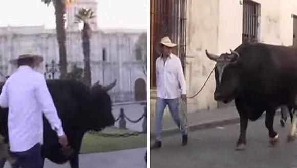 Toro es paseado por las calles de Arequipa en apoyo a fiestas taurinas | VIDEO
