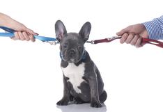 Custodia compartida de mascotas en divorcios puede autorizar juez en bien del animal