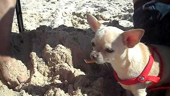 Chihuahua Jack Sparrow resultó "fumón" por culpa de su amo