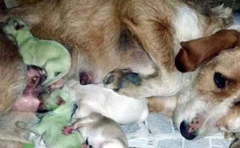 Nacen dos perritos verdes en España 
