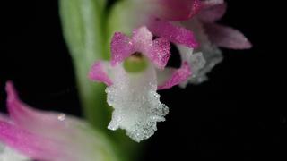 Orquídea con flores de cristal abunda en parques y jardines y recién científicos dicen que se trata de una especie nueva