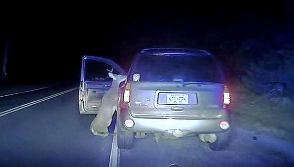 YouTube: Venado atropellado no perdona a conductora y la ataca [VIDEO]