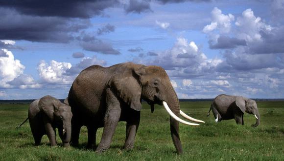 Congo: Más de 30 elefantes asesinados en las últimas dos semanas 