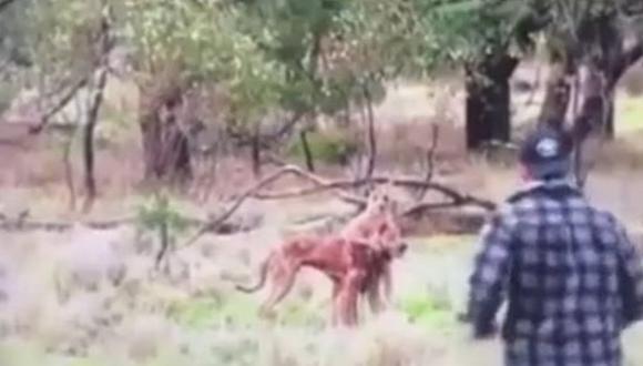 YouTube: encuentra a canguro sujetando a su perro y hace lo impensable para salvarlo