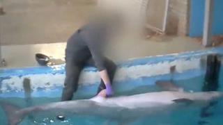 YouTube: Abuso de cuidador a su delfín genera indignación en Internet [VIDEO]
