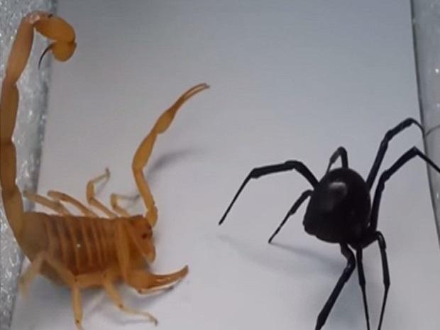 ​Youtube: Escorpión enfrenta a viuda negra en la pelea más venenosa del mundo