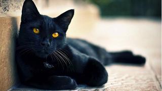 ¿Por qué los gatos negros son de mala suerte?