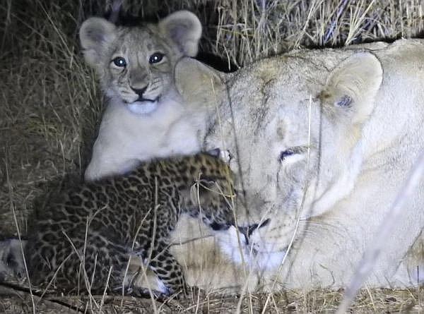 ​Leona adopta a leopardo y lo cuida como su hijo, pero este muere