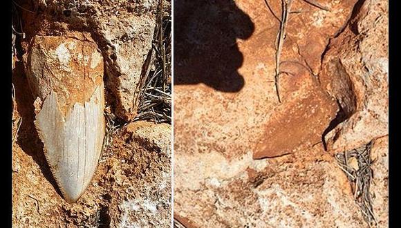 ​Roban diente fósil de tiburón gigante que vivió hace millones de años