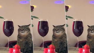 “Gato amargado en la fiesta” causa furor porque es mismo persona triste en un bar 