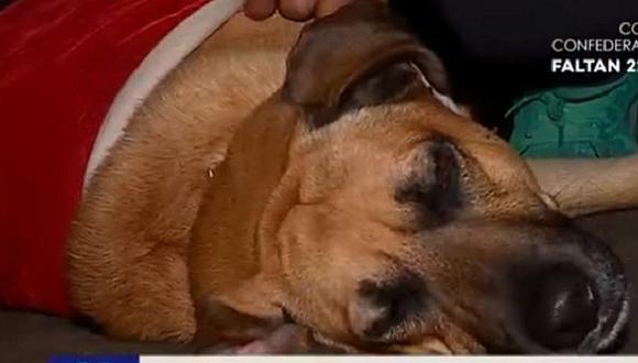 Los Olivos: delincuentes doparon a perro para arrasar con casa