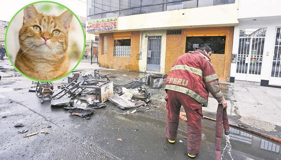 Gato alerta a niño que estaba durmiendo y logran sobrevivir a incendio en Los Olivos