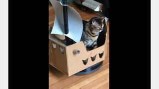 Construye un “barco” para que su gato se entretenga y “viaje” por los mares