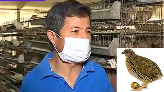 Criador llora porque no puede alimentar a sus cordornices por la crisis económica en Perú | VIDEO