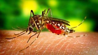 Descubren proteína responsable del desarrollo del dengue hemorrágico 