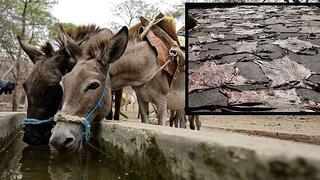 Tráfico de piel de burro para China diezma a estos animales en África 