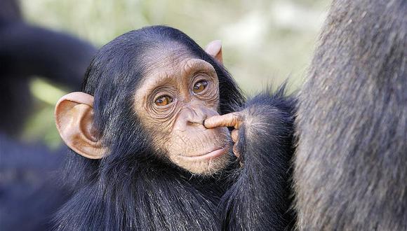 Emotivo reencuentro de un chimpancé con una pareja que le salvó la vida