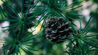 Consejos para decorar con plantas naturales la Navidad en el hogar