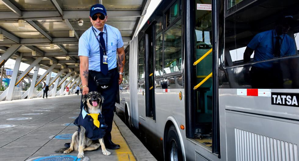 “Bello”, el chofer canino del Metropolitano que roba corazones en TikTok