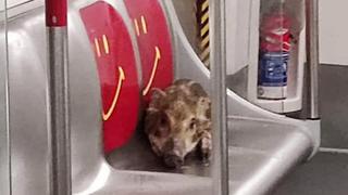 Un cerdo salvaje viaja en el metro de Hong Kong como un pasajero más