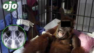 Disparan 74 veces a un orangután hasta dejarla ciega