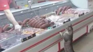 ​Gato elige con maullidos qué corte "comprar" en carnicería (VIDEO)