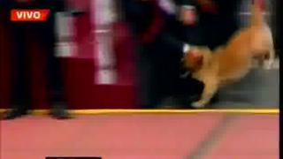 Parada Militar 2013: Seguridad de Ollanta Humala maltrata y lanza a perro a la pista [VIDEO] 