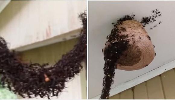 Mira lo que hacen miles de hormigas para llegar a un panal de miel
