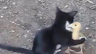 ​Gato abraza a pato para jugar juntos como grandes amigos (VIDEO)