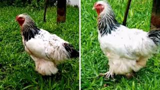 Paraguay: Condenan a un año de prisión a hombre por abusar de una gallina