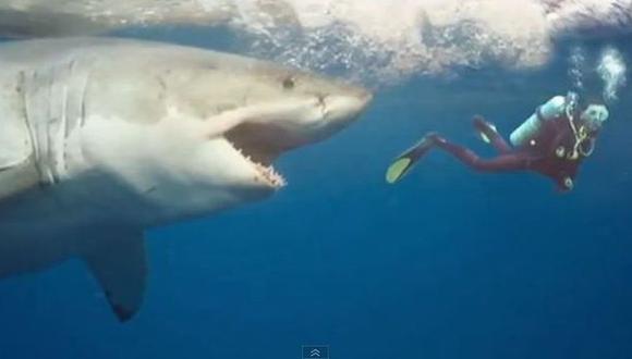 Un gran tiburón blanco muere tras pocos días de cautiverio