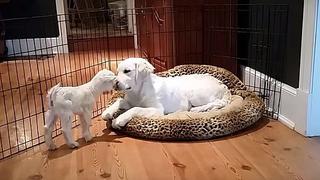 Una cabrita recién nacida y un cachorro se vuelven amigos (VIDEO)